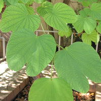 Bauhinia Tomentosa 15 Seeds, Yellow Bell Small Orchid Tree Shrub, St. Thomas