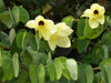 Bauhinia Tomentosa 15 Seeds, Yellow Bell Small Orchid Tree Shrub, St. Thomas