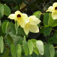 Bauhinia Tomentosa 15 Seeds, Yellow Bell Small Orchid Tree Shrub, St. Thomas