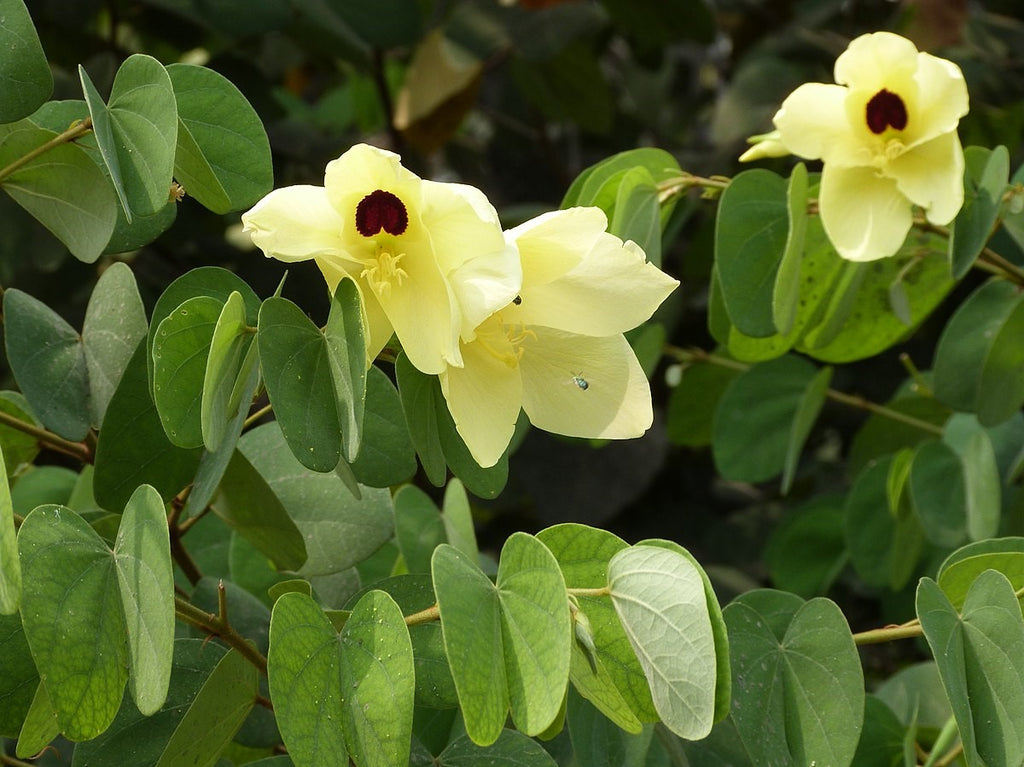 yellow bell flower seeds Bauhinia Tomentosa 15 Seeds, Yellow Bell Small Orchid Tree Shrub, St