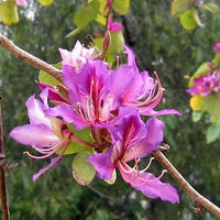 Bauhinia Purpurea 10/100 Seeds, Pink/Purple Orchid Flowering Tree