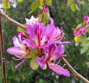 Bauhinia Purpurea 10/100 Seeds, Pink/Purple Orchid Flowering Tree