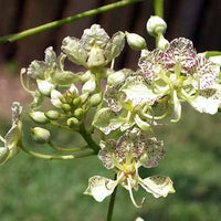 Bauhinia Semla Orchid Tree 5/50 Seeds, B. Retusa, B. Roxburghiana