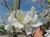 Bauhinia Alba 7 Seeds, Fragrant Flowering White Orchid Tree 