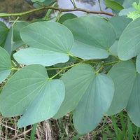 Bauhinia Alba 7 Seeds, Fragrant Flowering White Orchid Tree 