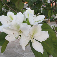 Bauhinia Alba 7 Seeds, Fragrant Flowering White Orchid Tree 