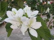 Bauhinia Alba 7 Seeds, Fragrant Flowering White Orchid Tree 