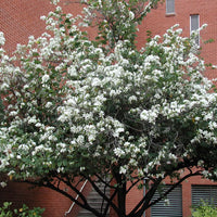 Bauhinia Alba 7 Seeds, Fragrant Flowering White Orchid Tree 