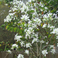 Bauhinia Alba 7 Seeds, Fragrant Flowering White Orchid Tree 