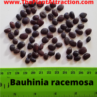 Bauhinia Racemosa 5 Seeds, Rare Medicinal Bidi Leaf Small Edible Tree / Shrub