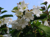 Beaumontia Grandiflora Vine 10 Seeds, Fragrant Easter Lily