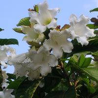Beaumontia Grandiflora Vine 10 Seeds, Fragrant Easter Lily