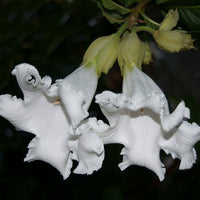 Beaumontia Grandiflora Vine 10 Seeds, Fragrant Easter Lily