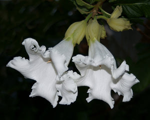 Beaumontia Grandiflora Vine 10 Seeds, Fragrant Easter Lily