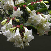 Beaumontia Grandiflora Vine 10 Seeds, Fragrant Easter Lily