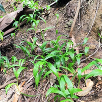 Bentinckia Condapanna 5 Seeds, Rare Hill Areca Nut Palm Tree