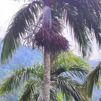 Bentinckia Condapanna 5 Seeds, Rare Hill Areca Nut Palm Tree