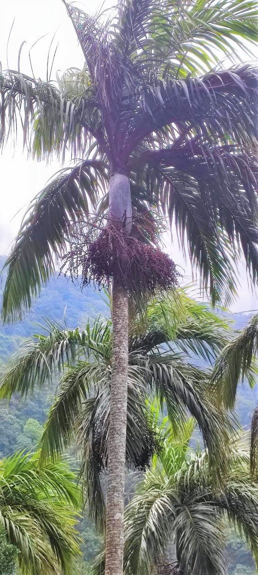 nut palm plant Bentinckia Condapanna 5 Seeds, Hill Areca Nut Rare Indian Palm Tree