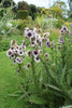 Berkheya Purpurea 15 Seeds, Purple Berkheya African Perennial