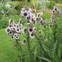 Berkheya Purpurea 15 Seeds, Purple Berkheya African Perennial