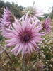 Berkheya Purpurea 15 Seeds, Purple Berkheya African Perennial