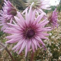 Berkheya Purpurea 15 Seeds, Purple Berkheya African Perennial