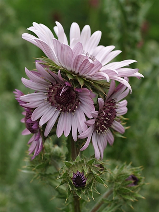 Berkheya Purpurea 15 Seeds, Purple Berkheya African Perennial