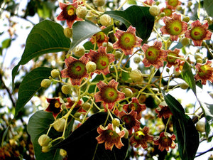 Brachychiton Populneus 5 Seeds, Kurrajong Bottle Tree