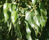 Brachychiton Populneus 5 Seeds, Kurrajong Bottle Tree, Australian Flowering Edible Ornamental, Fodder
