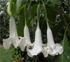 Brugmansia Suaveolens White 10 Seeds, Angel Trumpet Shrub, Small Tree