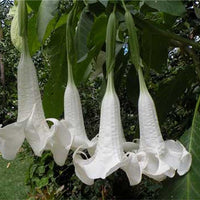 Brugmansia Suaveolens White 10 Seeds, Angel Trumpet Shrub, Small Tree