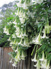 Brugmansia Suaveolens White 10 Seeds, Angel Trumpet Shrub, Small Tree