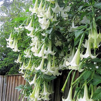 Brugmansia Suaveolens White 10 Seeds, Angel Trumpet Shrub, Small Tree