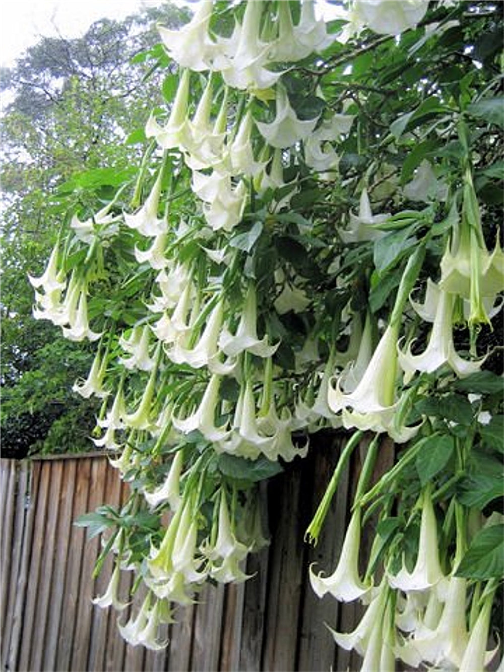 angel trumpet flower seeds Brugmansia Suaveolens White 10 Seeds, Brazil's Angel Trumpet Shrub, Sm