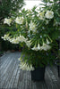 Brugmansia Suaveolens White 10 Seeds, Angel Trumpet Shrub, Small Tree