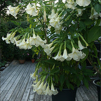 Brugmansia Suaveolens White 10 Seeds, Angel Trumpet Shrub, Small Tree