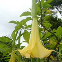 Brugmansia Suaveolens Yellow 10 Seeds, Angel Trumpet Tree, Small Shrub