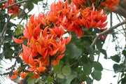 Butea Monosperma 5/15/25/100 Seeds, Flame Of The Forest, Flowering Tree