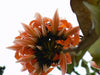 Butea Monosperma 5/15/25/100 Seeds, Flame Of The Forest, Flowering Tree