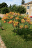 Caesalpinia Gilliesii 10/100/500 Seeds, Dwarf Shrub Tree, Yellow Bird of Paradise
