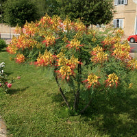 Caesalpinia Gilliesii 10/100/500 Seeds, Dwarf Shrub Tree, Yellow Bird of Paradise