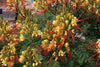 Caesalpinia Gilliesii Seeds, Dwarf Shrub Tree, Yellow Bird of Paradise