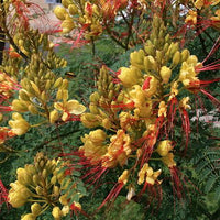Caesalpinia Gilliesii Seeds, Dwarf Shrub Tree, Yellow Bird of Paradise