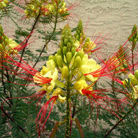 Caesalpinia Gilliesii Seeds, Dwarf Shrub Tree, Yellow Bird of Paradise