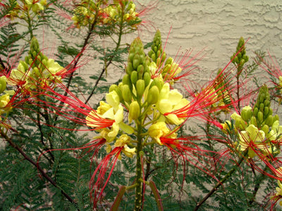 Caesalpinia Gilliesii Seeds, Dwarf Shrub Tree, Yellow Bird of Paradise