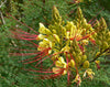 Caesalpinia Gilliesii Seeds, Dwarf Shrub Tree, Yellow Bird of Paradise