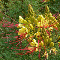 Caesalpinia Gilliesii Seeds, Dwarf Shrub Tree, Yellow Bird of Paradise