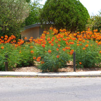 Caesalpinia Pulcherrima Seeds Flowering Shrub / Tree, Bird of Paradise, Poinciana, Pride of Barbados