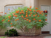 Caesalpinia Pulcherrima Seeds Flowering Shrub / Tree, Bird of Paradise, Poinciana, Pride of Barbados