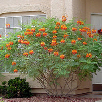 Caesalpinia Pulcherrima Seeds Flowering Shrub / Tree, Bird of Paradise, Poinciana, Pride of Barbados